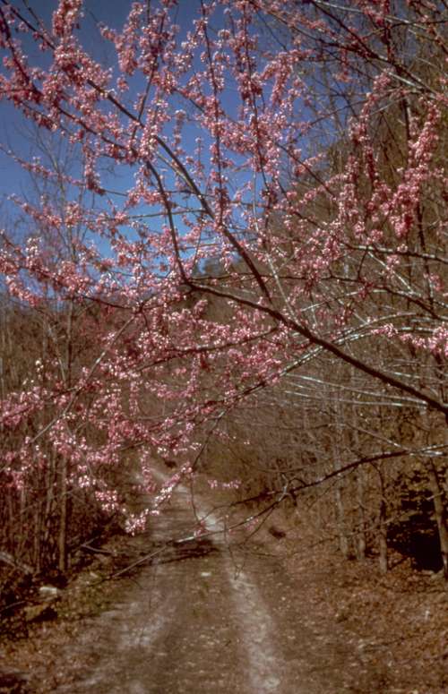Pink Flowers in spring at Big South Fork, Tennessee free photo