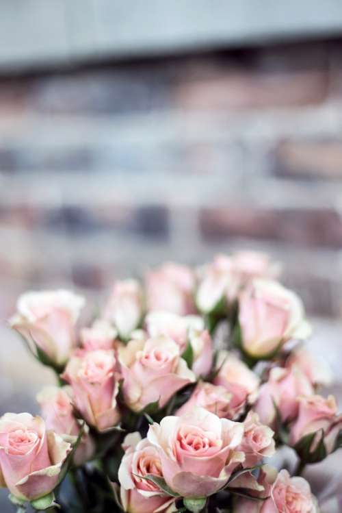Pink Roses of Valentine's Day free photo