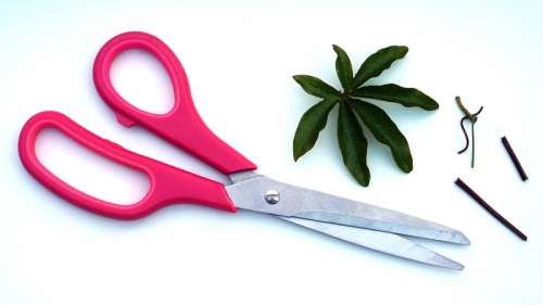 Pink Scissors image free photo
