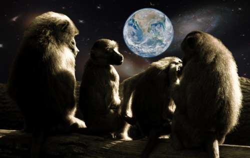 Planet of the Apes looking at earth free photo