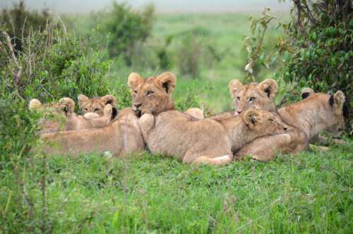 Pride of Lions in Kenya free photo