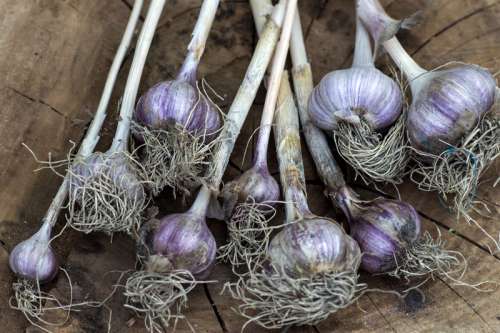 Purple Garlic Root Vegetables free photo