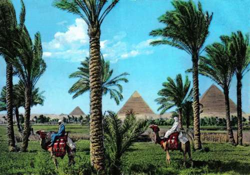 Pyramids of Giza with trees in the foreground in Egypt free photo