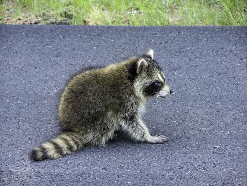 Raccoon on road at Acadia National Park, Maine free photo