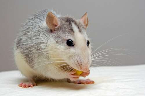 Rat eating food free photo