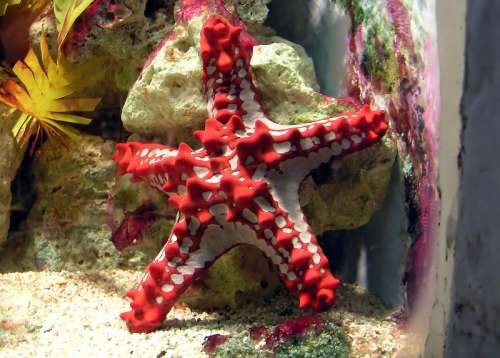 Red-knobbed starfish, a member of Valvatida free photo