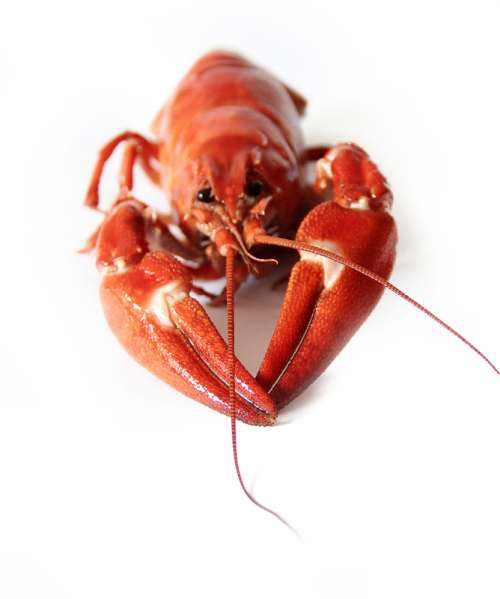 Red Lobster macro free photo