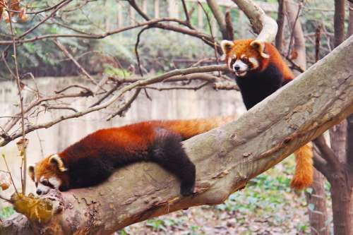 Red Pandas on a tree in Sichuan Panda research center in Chengdu, China free photo