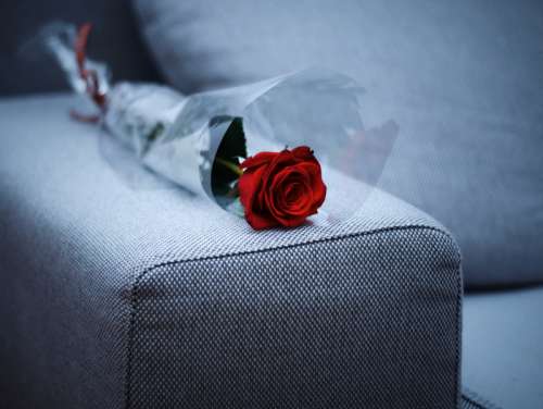 Red Rose laying on sofa on Valentine's Day free photo
