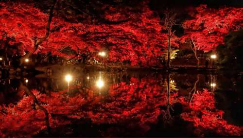 Red trees, lights, and reflection in garden free photo