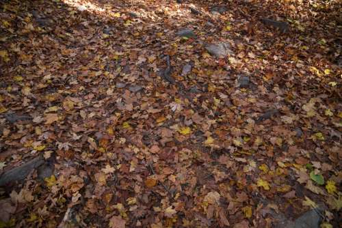 Reddish leaves on the forest floor at Pewit's nest, Wisconsin free photo