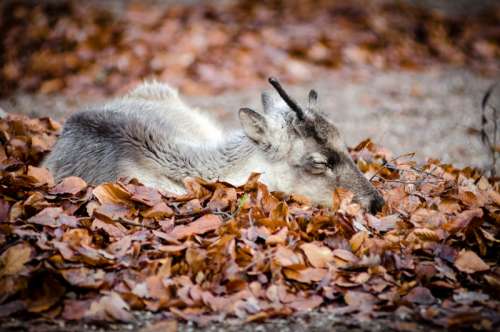 Reindeer sleeping on leaves free photo