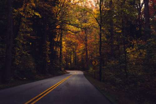 Roadway under trees in the fall at Great Smoky Mountains National Park, Tennessee free photo