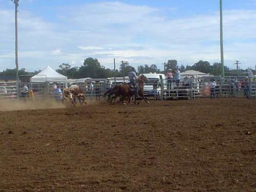 Rodeo at Cessnock showground, New South Wales, Australia free photo