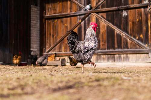 Rooster in front of the barn free photo