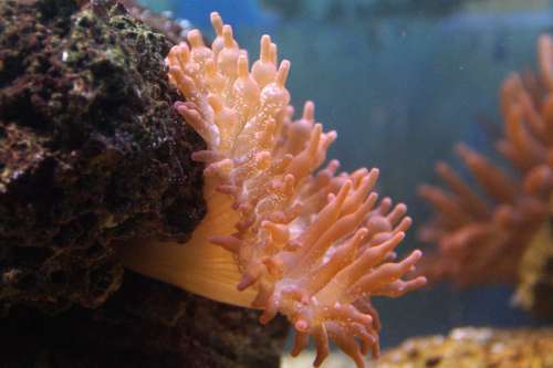Sea Anemone in the Ocean free photo