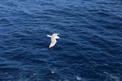 Seagull flying over the sea free photo