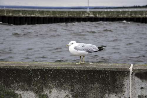 Seagull on the pier wall in Duluth, Minnesota free photo