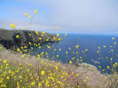 Seashore with Yellow Flowers at Channel Islands National Park, California free photo