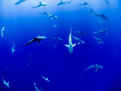 Sharks in the Ocean free photo