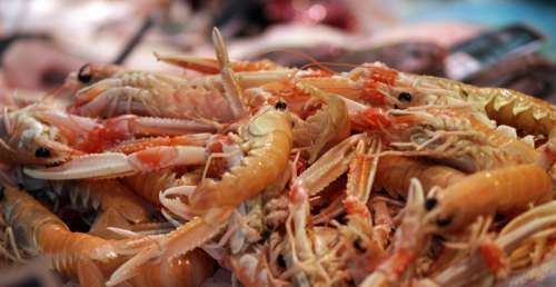 Shrimp and fresh seafood free photo