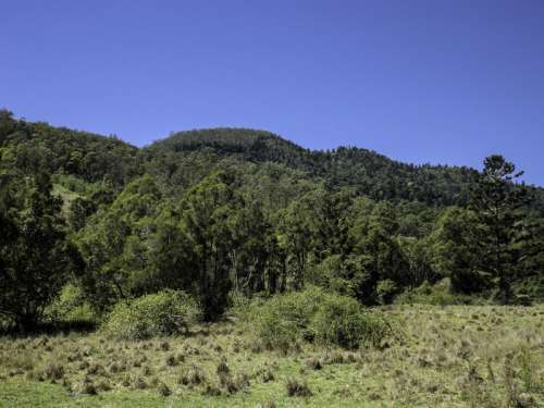 Shrubs and Hills in Lamington National Park, Queensland, Australia free photo