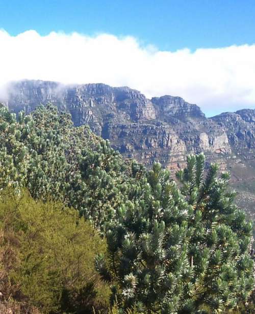 Silver trees on the Mountainside on Table Mountain near Cape Town, South Africa free photo