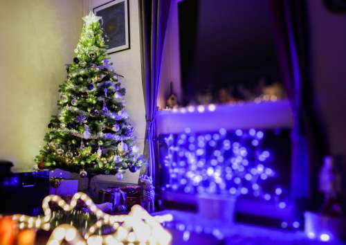 Small Christmas Tree by the Window free photo