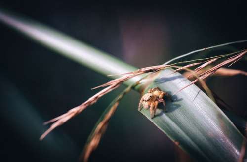 Small Spider on a blade of grass free photo