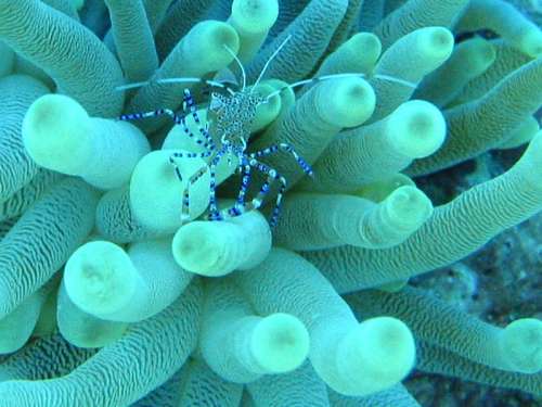Spotted cleaner shrimp - Periclimenes yucatanicus free photo