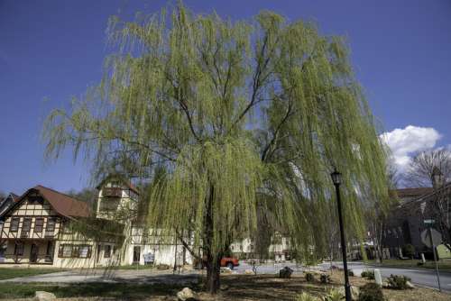 Spring Tree in front of resort in Helen, Georgia free photo