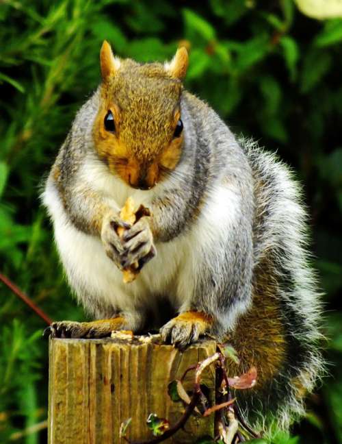 Squirrel standing on a tree stump eating a nut free photo