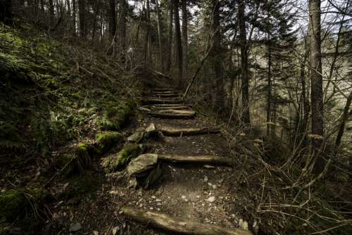 Steps on the Appalachian Trail leading to Clingman's Dome in Great Smoky Mountains National Park, Tennessee free photo