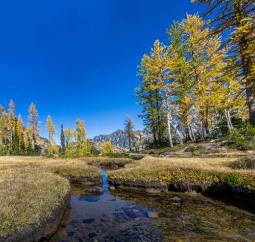 Stream and Brook landscape in Washington free photo