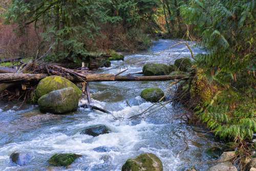 Stream landscape in British Columbia, Canada free photo