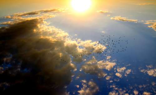 Sun and sky with birds and clouds free photo