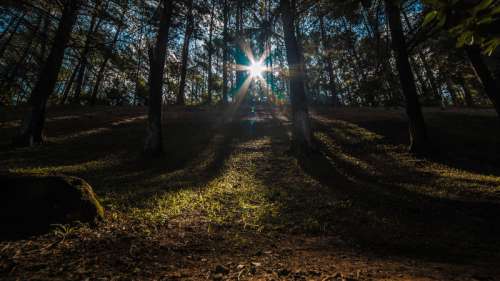 Sunlight Shining through the trees free photo