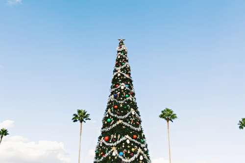 Tall Christmas Tree with lights free photo