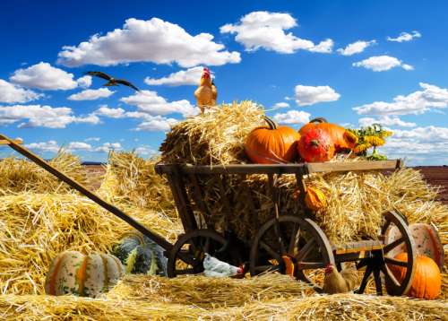 Thanks photo with cart with hay, pumpkin, chicken, and eagle free photo