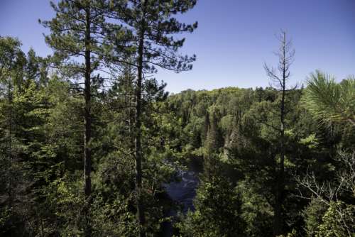 The forest and the Peshekee River at Van Riper State Park, Michigan free photo