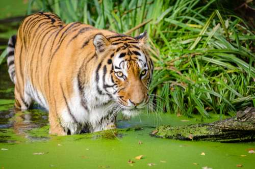 Tiger Near the shore in a pond free photo