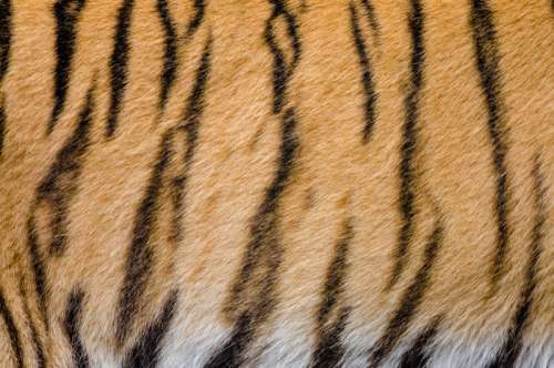 Tiger Stripes pattern and fur free photo