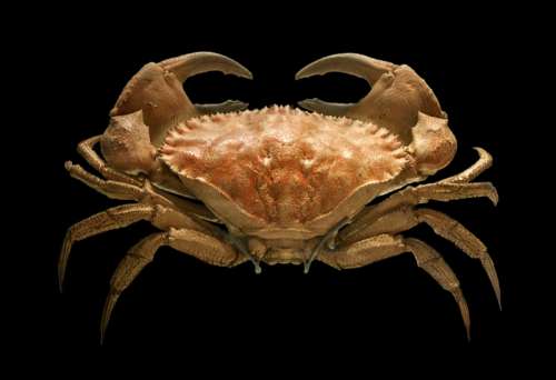 Toothed rock crab - Cancer bellianus free photo