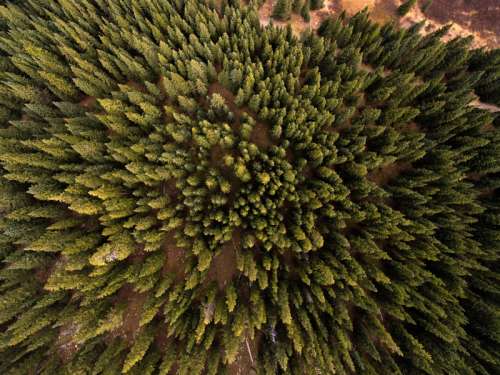 Top Down look at the pine forest in Frisco, Colorado free photo