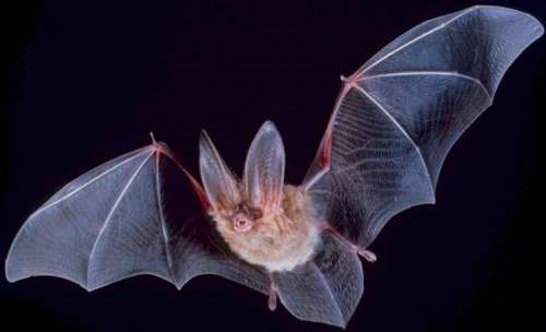 Townsend's big-eared bat - Corynorhinus townsendii at Great Basin National Park free photo