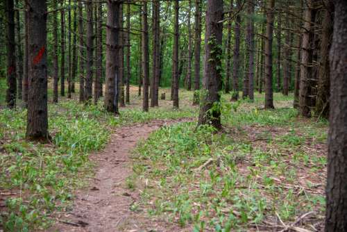 Trail through the Pine Forest free photo