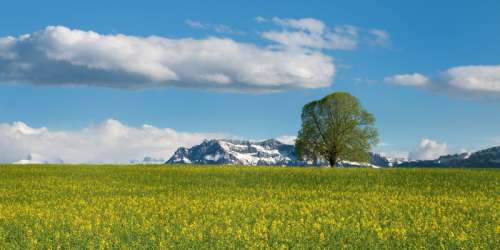 Tree and field of flowers with mountains in the backgroound in Switzerland free photo