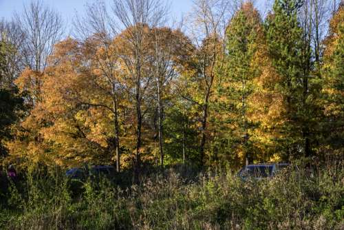 Tree Foliage and autumn colors at Pike Lake State Park, Wisconsin free photo