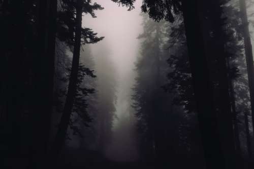 Trees and Fog in Sequoia National Park, California free photo