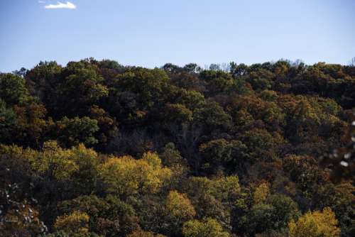 Trees in Morton County Forest, Wisconsin free photo